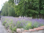 lavendel